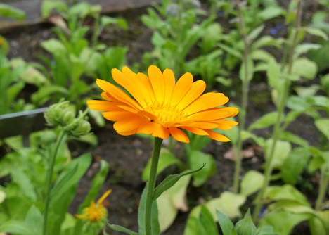 Eine Ringelblume im Klostergarten. Foto: Ines Darr