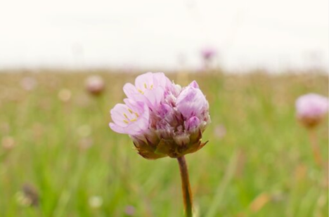 Frühling in dem Karrendorfer Wiesen Foto: Michael Succow Stiftung