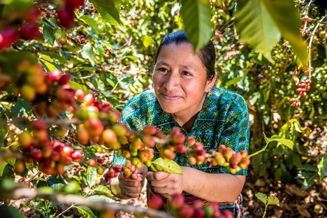 Cleotilde Luis Marroquin bei der Kaffeeernte auf ihrer Plantage in Guatemala.© Opmeer Reports Cleotilde Luis Marroquin bei der Kaffeeernte auf ihrer Plantage in Guatemala.© Opmeer Reports